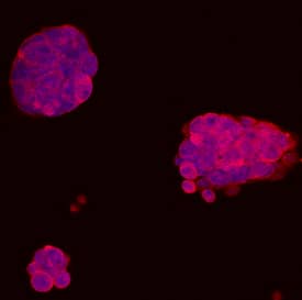 VISTA/B7-H5/PD-1H was detected in immersion fixed D3 mouse embryonic stem cell line using Rat Anti-MouseVISTA/B7-H5/PD-1H Monoclonal Antibody (Catalog # MAB70051) at 10 µg/mL for 3 hours at room temperature. Cells were stained using the NorthernLights™ 557-conjugated Anti-Rat IgG Secondary Antibody (red; Catalog # NL013) and counterstained with DAPI (blue). Specific staining was localized to cytoplasm and cell surfaces. View our protocol for Fluorescent ICC Staining of Cells on Coverslips. 