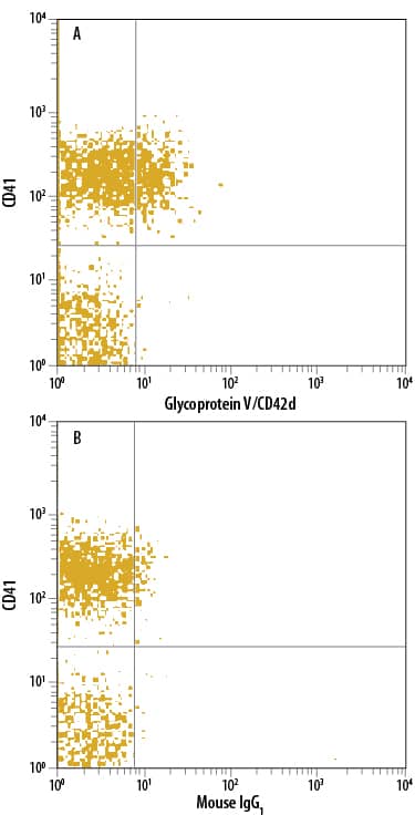 Human peripheral blood platelets were stained with Anti-Human CD41 FITC-conjugated Antibody and either (A) Mouse Anti-Human Glycoprotein V/CD42d PE-conjugated Monoclonal Antibody (Catalog # FAB4249P) or (B) Mouse IgG1Phycoerythrin Isotype Control (Catalog # IC002P). View our protocol for Staining Membrane-associated Proteins.