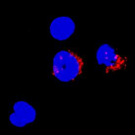 Granzyme H was detected in immersion fixed human peripheral blood mononuclear cells (PBMCs) using Goat Anti-Human Granzyme H Biotinylated Antigen Affinity-purified Polyclonal Antibody (Catalog # BAF1377) at 5 µg/mL for 3 hours at room temperature. Cells were stained using the NorthernLights™ 557-conjugated Streptavidin (red; Catalog # NL999) and counterstained with DAPI (blue). Specific staining was localized to cytoplasm. View our protocol for Fluorescent ICC Staining of Non-adherent Cells.