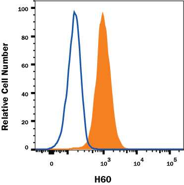 RAW 264.7 mouse monocyte/macrophage cell line was stained with Goat Anti-Mouse H60 Biotinylated Polyclonal Antibody (Catalog # BAF1155, filled histogram) or Biotinylated Goat IgG control antibody (Catalog # BAF108, open histogram) followed PE-conjugated Streptavidin (Catalog # F0040). View our protocol for Staining Membrane-associated Proteins.