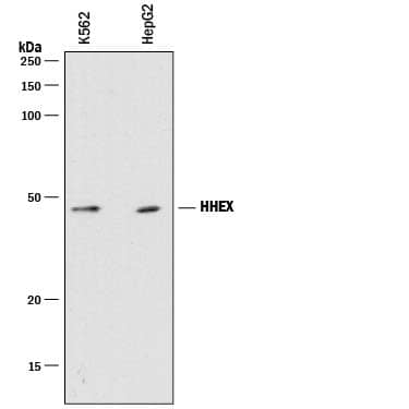 Western blot shows lysates of K562 human chronic myelogenous leukemia cell line and HepG2 human hepatocellular carcinoma cell line. PVDF membrane was probed with 2 µg/mL of Mouse Anti-Human HHEX Monoclonal Antibody (Catalog # MAB8377) followed by HRP-conjugated Anti-Mouse IgG Secondary Antibody (Catalog # HAF018). A specific band was detected for HHEX at approximately 37 kDa (as indicated). This experiment was conducted under reducing conditions and using Immunoblot Buffer Group 1.