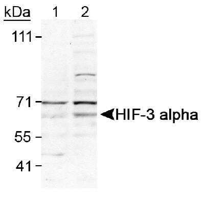 Western Blot: HIF-3 alpha Antibody [NB100-2529] - Detection of HIF-3 alpha using NB100-2529. Lane 1: Cos7 (-) control. Lane 2: Cos7 CoCl2 treated (+) control.