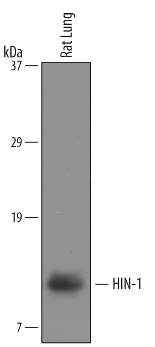Western blot shows lysates of rat lung tissue. PVDF membrane was probed with 1 µg/mL of Goat Anti-Mouse/Rat HIN-1/SCGB3A1 Antigen Affinity-purified Polyclonal Antibody (Catalog # AF2954) followed by HRP-conjugated Anti-Goat IgG Secondary Antibody (Catalog # HAF109). A specific band was detected for HIN-1 at approximately 10 kDa (as indicated). This experiment was conducted under reducing conditions and using Immunoblot Buffer Group 8.