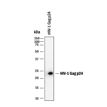 Western blot shows lysates of recombinant HIV-1 Gag p24. PVDF membrane was probed with 0.1 µg/mL of Mouse Anti- HIV-1 Gag p24 Monoclonal Antibody (Catalog # MAB73601) followed by HRP-conjugated Anti-Mouse IgG Secondary Antibody (Catalog # HAF018). A specific band was detected for HIV-1 Gag p24 at approximately 23 kDa (as indicated). This experiment was conducted under reducing conditions and using Immunoblot Buffer Group 1.