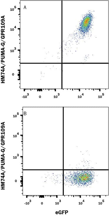 HEK293 human embryonic kidney cell line transfected with (A) human HM74A/PUMA-G/GPR109A or (B) irrelevant transfectants and eGFP was stained with Rat Anti-Human HM74A/PUMA-G/GPR109A APC-conjugated Monoclonal Antibody (Catalog # FAB2760A). Quadrant markers were set based on control antibody staining (Catalog # IC013A). View our protocol for Staining Membrane-associated Proteins.