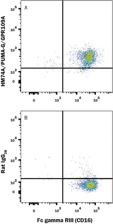 Human neutrophils were stained with (A) Rat Anti-Human HM74A/PUMA-G/GPR109A Fluorescein-conjugated Monoclonal Antibody (Catalog # FAB2760F) or (B) isotype control antibody (Catalog # IC013F) and Mouse anti-Human Fc gamma RIII (CD16) APC-conjugated Monoclonal Antibody (Catalog # FAB2546A). View our protocol for Staining Membrane-associated Proteins.