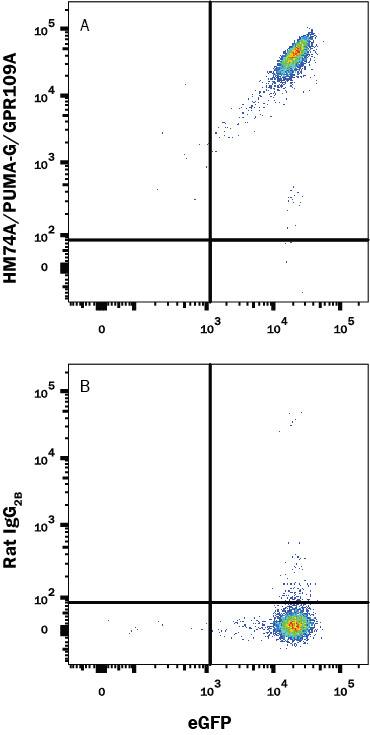 HEK293 human embryonic kidney cell line transfected with human HM74A/PUMA-G/GPR109A and eGFP were stained with (A) Rat Anti-Human HM74A/PUMA-G/GPR109A PE-conjugated Monoclonal Antibody (Catalog # FAB2760P) or (B) Isotype Control antibody (Catalog # IC013P). View our protocol for Staining Membrane-associated Proteins.