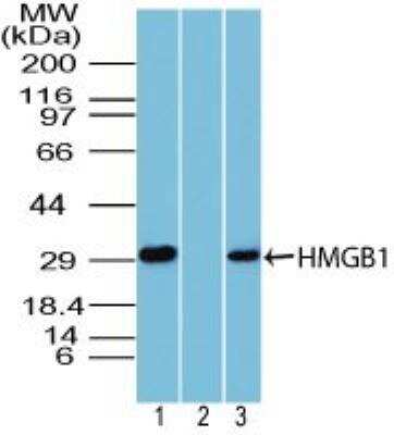 Western Blot: HMGB1/HMG-1 Antibody [NBP2-27117] - Analysis using HMGB1 antibody. Human ThP1 cell lysate in the (1) absence and (2) presence of immunizing peptide, as well as (3) mouse NIH 3T3 cell lysate were probed using HMGB1 antibody at 5 ug/ml. Goat anti-rabbit Ig HRP secondary antibody and PicoTect ECL substrate solution were used for this test.