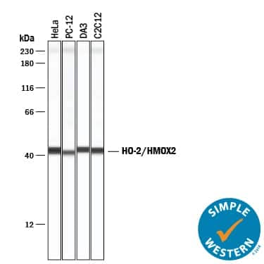     Simple  Western lane view shows lysates of HeLa human cervical epithelial carcinoma  cell line, PC‑12 rat adrenal pheochromocytoma cell line, DA3 mouse  myeloma cell line, and C2C12 mouse myoblast cell line, loaded at  0.2 mg/mL. A specific band was detected for HO‑2/HMOX2 at  approximately 43 kDa (as indicated) using 5 µg/mL of Goat  Anti-Human/Mouse/Rat HO‑2/HMOX2 Antigen Affinity-purified  Polyclonal Antibody (Catalog # AF3170) followed by 1:50 dilution of  HRP-conjugated Anti-Goat IgG Secondary Antibody (Catalog # HAF019).  This experiment was conducted under reducing conditions and using the 12-230  kDa separation system.         