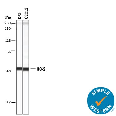     Simple  Western lane view shows lysates of DA3 mouse myeloma cell line and C2C12  mouse myoblast cell line, loaded at 0.2 mg/mL. A specific band was  detected for HO‑2/HMOX2 at approximately 43 kDa (as  indicated) using 5 µg/mL of Goat Anti-Human/Mouse/Rat  HO‑2/HMOX2 Antigen Affinity-purified Polyclonal Antibody (Catalog  # AF3170) followed by 1:50 dilution of HRP-conjugated Anti-Goat IgG Secondary  Antibody (Catalog # HAF109).  This experiment was conducted under reducing conditions and using the 12-230  kDa separation system. 