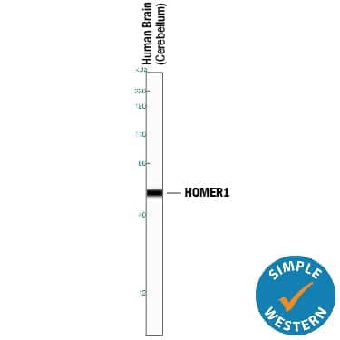 Simple Western lane view shows lysates of human brain (cerebellum) tissue, loaded at 0.2 mg/mL. A specific band was detected for HOMER1 at approximately 51 kDa (as indicated) using 20 µg/mL of Mouse Anti-Human/Mouse/Rat HOMER1 Monoclonal Antibody (Catalog # MAB6889). This experiment was conducted under reducing conditions and using the 12-230 kDa separation system. 