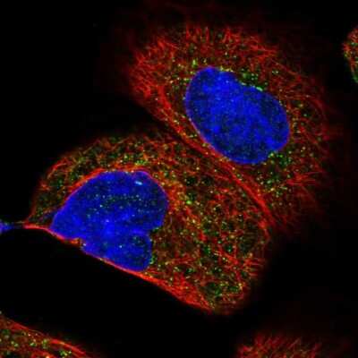 Immunocytochemistry/Immunofluorescence HSD17B4 Antibody