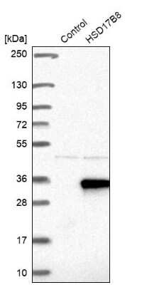 Western Blot HSD17B8 Antibody