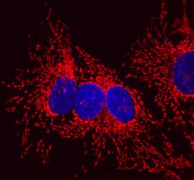 HSP10/EPF was detected in immersion fixed HeLa human cervical epithelial carcinoma cell line using Mouse Anti-Human HSP10/EPF Monoclonal Antibody (Catalog # MAB3298) at 10 µg/mL for 3 hours at room temperature. Cells were stained using the NorthernLights™ 557-conjugated Anti-Mouse IgG Secondary Antibody (red; Catalog # NL007) and counterstained with DAPI (blue). Specific staining was localized to mitochondria. View our protocol for Fluorescent ICC Staining of Cells on Coverslips.