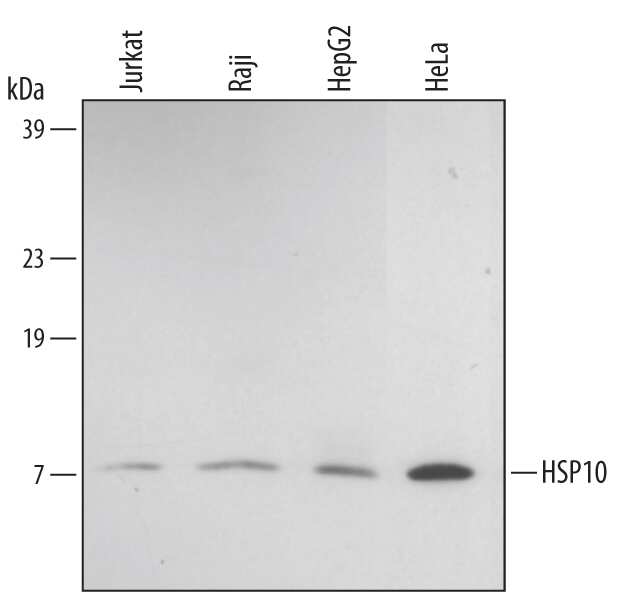 Western blot shows lysates of Jurkat human acute T cell leukemia cell line, Raji human Burkitt's lymphoma cell line, HepG2 human hepatocellular carcinoma cell line, and HeLa human cervical epithelial carcinoma cell line. PVDF membrane was probed with 1 µg/mL of Mouse Anti-Human HSP10/EPF Monoclonal Antibody (Catalog # MAB3298) followed by HRP-conjugated Anti-Mouse IgG Secondary Antibody (Catalog # HAF007). A specific band was detected for HSP10/EPF at approximately 8-9 kDa (as indicated). This experiment was conducted under reducing conditions and using Immunoblot Buffer Group 2.