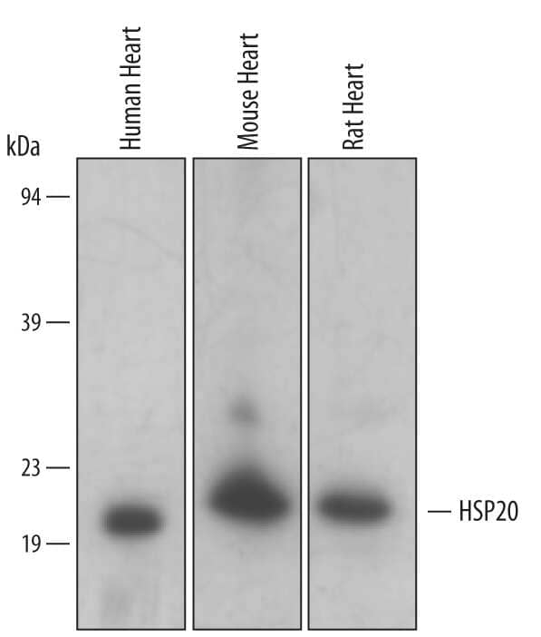 Western Blot HSP20/HSPB6 Antibody (494310) [Unconjugated]