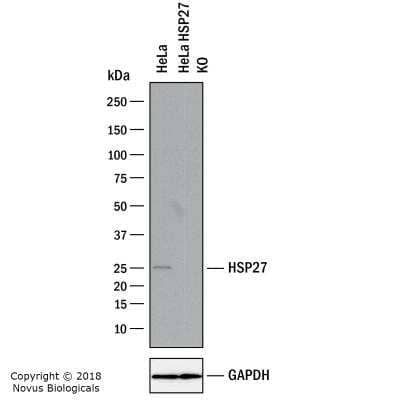 Knockout Validated: HSP27 Antibody [NBP2-24533] - Lysates of HeLa human cervical epithelial carcinoma parental cell line and HSP27 knockout (KO) HeLa cell line. PVDF membrane was probed with 2 ug/mL of Rabbit Anti-Human HSP27 Polyclonal Antibody (Catalog # NBP2-24533) followed by HRP-conjugated Anti-Rabbit IgG Secondary Antibody (catalog number HAF008). Specific band was detected for HSP27 at approximately 27 kDa (as indicated) in the parental HeLa cell line, but is not detectable in the knockout HeLa cell line. This experiment was conducted under reducing conditions.