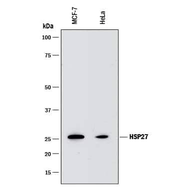Western blot shows lysates of MCF-7 human breast cancer cell line and HeLa human cervical epithelial carcinoma cell line. PVDF membrane was probed with 0.1 µg/mL of Rat Anti-Human HSP27 Monoclonal Antibody (Catalog # MAB15801) followed by HRP-conjugated Anti-Rat IgG Secondary Antibody (Catalog # HAF005). A specific band was detected for HSP27 at approximately 27 kDa (as indicated). This experiment was conducted under reducing conditions and using Immunoblot Buffer Group 1.