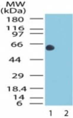 Western Blot: HSP60 Antibody [NB100-56470] - Analysis of Hsp60 in the 1) absence and 2) presence of immunizing peptide in HeLa cell lysate using this antibody at 5 ug/ml.