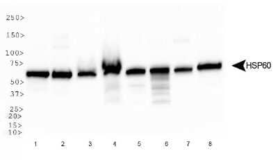 Western Blot: HSP60 Antibody [NBP1-77396] - Analysis of HSP60 in: 1. HeLa, 2. HepG2, 3. NIH/3T3, 4. Jurkat, 5. CHO, 6. A431, 7. PC12 and 8. COS7