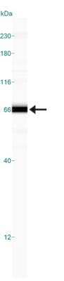Simple Western: HTRA1/PRSS11 Antibody [NBP2-23869] - Simple Western lane view shows a specific band for htrA1 in 0.5 mg/ml of Hek293 lysate.  This experiment was performed under reducing conditions using the 12-230 kDa separation system.