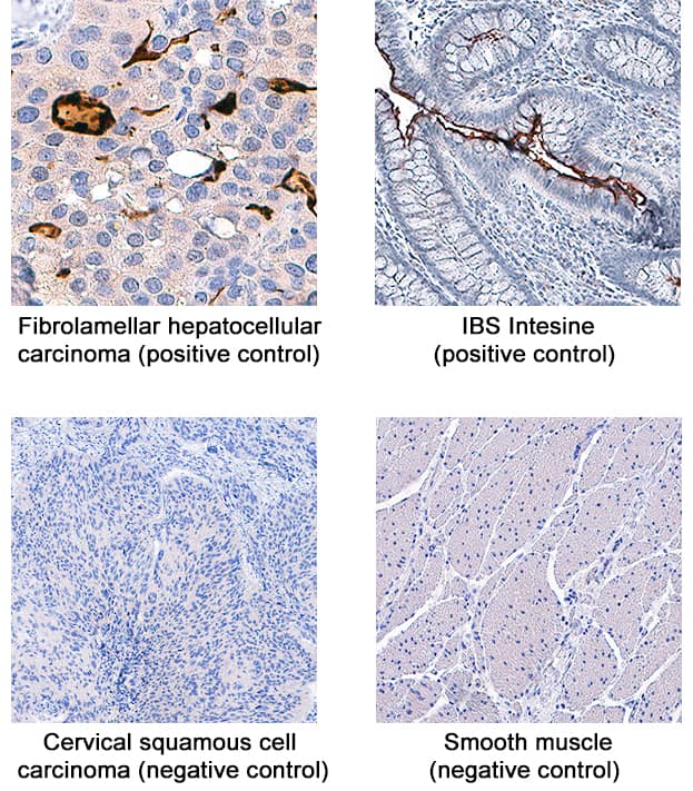 Immunohistochemistry HTRA1/PRSS11 Antibody (275603) [Unconjugated]