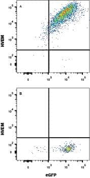 HEK293 human embryonic kidney cell line transfected with either (A) mouse HVEM/TNFRSF14 or (B) irrelevant transfectants and eGFP was stained with Rabbit Anti-Mouse HVEM/TNFRSF14 PE-conjugated Monoclonal Antibody (Catalog # FAB2516P). Quadrant markers were set based on control antibody staining (Catalog # IC1051P). View our protocol for Staining Membrane-associated Proteins.