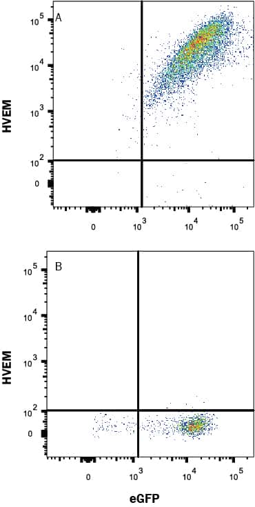 HEK293 human embryonic kidney cell line transfected with either (A) mouse HVEM/TNFRSF14 or (B) irrelevant transfectants and eGFP was stained with Rabbit Anti-Mouse HVEM/TNFRSF14 Alexa Fluor® 647-conjugated Monoclonal Antibody (Catalog # FAB2516R). Quadrant markers were set based on control antibody staining (Catalog # IC1051R). View our protocol for Staining Membrane-associated Proteins.