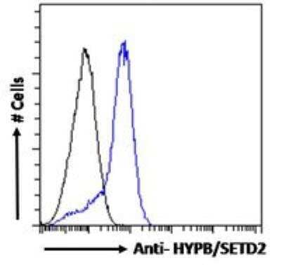 Flow Cytometry: HYPB Antibody [NB100-77334] - Analysis of paraformaldehyde fixed HepG2 cells (blue line), permeabilized with 0.5% Triton. Primary incubation overnight (10 ug/mL) followed by Alexa Fluor 488 secondary antibody (1 ug/mL). IgG control: Unimmunized goat IgG (black line) followed by Alexa Fluor 488 secondary antibody.