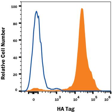 HEK293 human embryonic kidney cell line transfected with either (A) HA-tagged proteins (filled histogram) or (B) irrelevant transfectants (open histogram) was stained with Mouse Anti-HA Tag Alexa Fluor® 647-conjugated Monoclonal Antibody (Catalog # IC6875R). To facilitate intracellular staining, cells were fixed and permeabilized with FlowX FoxP3 Fixation & Permeabilization Buffer Kit (Catalog # FC012). View our protocol for Staining Intracellular Molecules.
