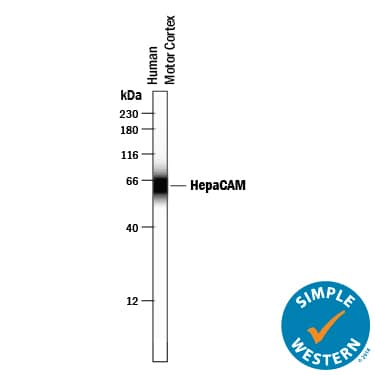 Simple Western lane view shows lysates of human brain (motor cortex) tissue, loaded at 0.2 mg/mL. A specific band was detected for HepaCAM at approximately 63 kDa (as indicated) using 10 µg/mL of Sheep Anti-Human HepaCAM Antigen Affinity-purified Polyclonal Antibody (Catalog # AF4108) . This experiment was conducted under reducing conditions and using the 12-230 kDa separation system.