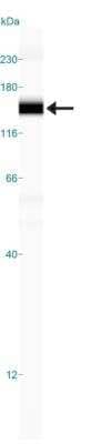 Simple Western: Histone Deacetylase 4/HDAC4 Antibody [NBP2-22151] - Image shows a specific band for HDAC4 in 0.5 mg/mL of NIH-3T3 lysate. This experiment was performed under reducing conditions using the 12-230 kDa separation system.