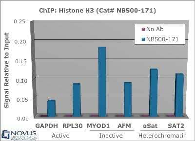 Chromatin Immunoprecipitation: Histone H3 Antibody [NB500-171] - Chromatin from one million formaldehyde cross-linked HeLa cells was precipitated using 2 ug of NB500-171 and 25 uL of magnetic IgG beads, using standard ChIP methods. A similar sample containing no antibody (No Ab) was included as a negative control. Immunoprecipitated DNA was quantified using quantitative real-time PCR and SYBR green dye, then normalized to the non-precipitated input chromatin. Representative target genes from active, inactive, and heterochromatic regions of the genome show amplification, indicative of the presence of Histone H3.
