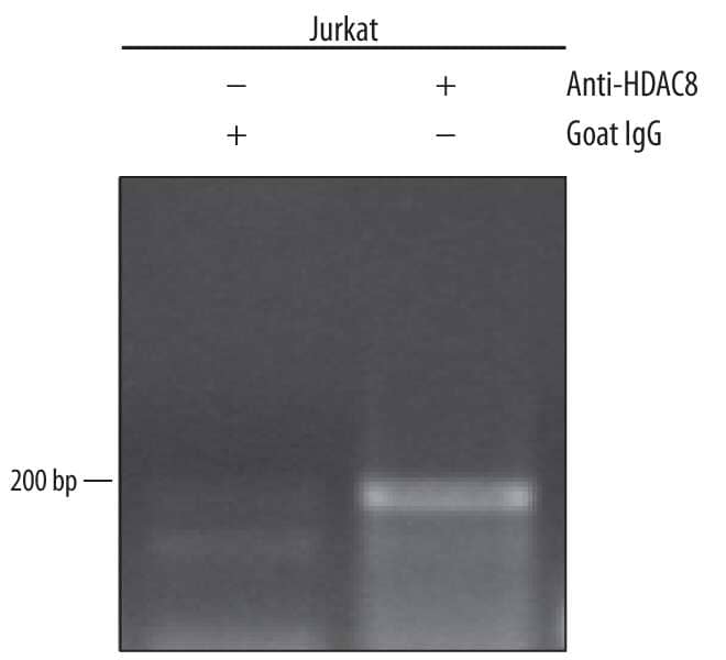 Jurkat human acute T cell leukemia cell line treated with 50 ng/mL PMA and 200 ng/mL calcium ionomycin for 30 minutes was fixed using formaldehyde, resuspended in lysis buffer, and sonicated to shear chromatin. Histone Deacetylase 8/HDAC8/DNA complexes were immunoprecipitated using 5 μg Sheep Anti-Human/Mouse Histone Deacetylase 8/HDAC8 Antigen Affinity-purified Polyclonal Antibody (Catalog # AF4359) or control antibody (Catalog # 5-001-A) for 15 minutes in an ultrasonic bath, followed by Biotinylated Anti-Sheep IgG Secondary Antibody (Catalog # BAF016). Immunocomplexes were captured using 50 μL of MagCellect Streptavidin Ferrofluid (Catalog # MAG999) and DNA was purified using chelating resin solution. The IFN-gamma  promoter was detected by standard PCR.