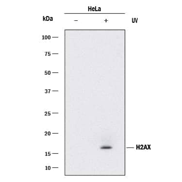 Western blot shows lysates of HeLa human cervical epithelial carcinoma cell line untreated (-) or treated (+) with 20 mJ/cm2 ultraviolet light (UV) followed by a 30 minute recover. PVDF membrane was probed with 0.25 µg/mL of Rabbit Anti-Human Phospho-Histone H2AX (S139) Monoclonal Antibody (Catalog # MAB2288) followed by HRP-conjugated Anti-Rabbit IgG Secondary Antibody (HAF008). A specific band was detected for Histone H2AX at approximately 17 kDa (as indicated). This experiment was conducted under reducing conditions and using Immunoblot Buffer Group 1.