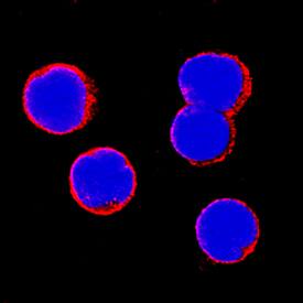 ICAM-3/CD50 was detected in immersion fixed human peripheral blood mononuclear cells (PBMCs) using Mouse Anti-Human ICAM-3/CD50 Monoclonal Antibody (Catalog # BBA15) at 15 µg/mL for 3 hours at room temperature. Cells were stained using the NorthernLights™ 557-conjugated Anti-Mouse IgG Secondary Antibody (red; Catalog # NL007) and counterstained with DAPI (blue). Specific staining was localized to cell surfaces. View our protocol for Fluorescent ICC Staining of Non-adherent Cells.