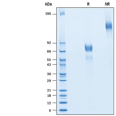 2 μg/lane of Recombinant Human ICAM-4 Fc Chimera (Catalog # 10407-IC) was resolved with SDS-PAGE under reducing (R) and non-reducing (NR) conditions and visualized by Coomassie® Blue staining, showing bands at kDa.