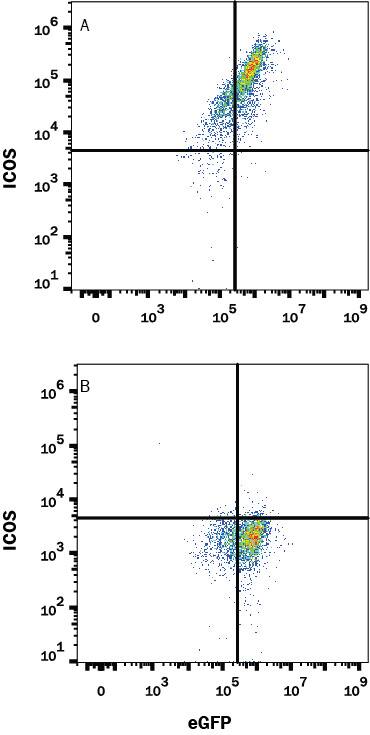 HEK293 human embryonic kidney cell line transfected with (A) mouse ICOS or (B) irrelevant transfectants and eGFP was stained with Rabbit Anti-Mouse ICOS Monoclonal Antibody (Catalog # MAB1682) followed by APC-conjugated Anti-Rabbit IgG Secondary Antibody (Catalog # F0111). Quadrant markers were set based on control antibody staining (Catalog # MAB1050). View our protocol for Staining Membrane-associated Proteins.