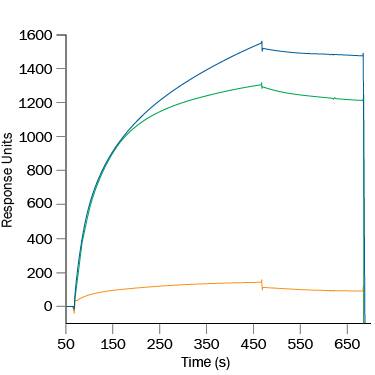 In a Surface Plasmon Resonance test, Recombinant Human B7-H2(Catalog #8206-B7)coated at 30 ug/mL binds to Recombinant Human B7-H7 (Catalog #8084-B7,25 μg/mL (green line). Binding is completely blocked (orange line) by50 μg/mL of Mouse Anti-Human ICOS Monoclonal Antibody (Catalog # MAB69753). Non-blockinganti-ICOS antibody (Clone 669244) was used as control and did not affect ICOSbinding to B7-H2 (blue line).