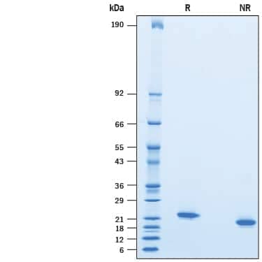 2 μg/lane of Recombinant Mouse IFN-alpha 12 (Catalog # 10370-IF) was  resolved with SDS-PAGE under reducing (R) and non-reducing (NR)  conditions and visualized by Coomassie® Blue staining, showing bands at 18-25 kDa.