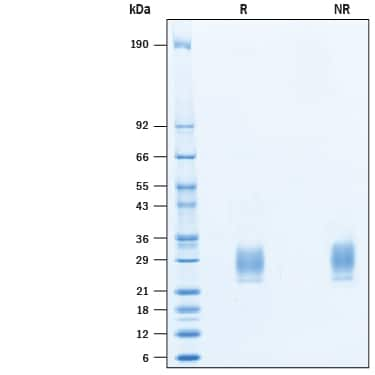 2 μg/lane of Recombinant Mouse IFN-alpha 13 (Catalog # 10481-IF) was resolved withSDS-PAGE under reducing (R) and non-reducing (NR) conditions and visualized byCoomassie® Blue staining, showing bands at kDa.