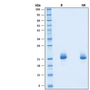 2 μg/lane of Recombinant Mouse IFN-alpha 4 (Catalog # 10259-IF) was  resolved with SDS-PAGE under reducing (R) and non-reducing (NR)  conditions and visualized by Coomassie® Blue staining, showing bands at 17-25 kDa.