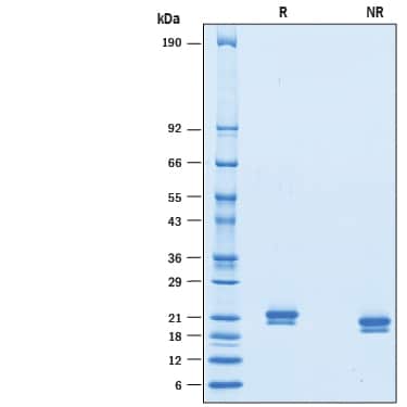 SDS-PAGE IFN-alpha J1/IFNA7 [Unconjugated]