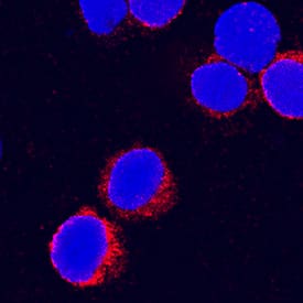 IFN-gamma was detected in immersion fixed bovine peripheral blood mononuclear cells (PBMCs) treated with Calcium Ionomycin and PMA using Goat Anti-Bovine IFN-gamma Antigen Affinity-purified Polyclonal Antibody (Catalog # AF2300) at 15 µg/mL for 3 hours at room temperature. Cells were stained using the NorthernLights™ 557-conjugated Anti-Goat IgG Secondary Antibody (red; Catalog # NL001) and counterstained with DAPI (blue). Specific staining was localized to cytoplasm. View our protocol for Fluorescent ICC Staining of Non-adherent Cells.