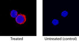 IGFBP-1 was detected in immersion fixed canine peripheral blood mononuclear cells (PBMCs) stimulated with PMA and calcium ionomycin using Goat Anti-Human IGFBP-1 Biotinylated Antigen Affinity-purified Polyclonal Antibody (Catalog # BAF871) at 15 µg/mL for 3 hours at room temperature. Cells were stained using the NorthernLights™ 557-conjugated Streptavidin (red; Catalog # NL999) and counterstained with DAPI (blue). Specific staining was localized to cytoplasm. View our protocol for Fluorescent ICC Staining of Non-adherent Cells.