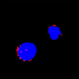 IFN-gamma was detected in immersion fixed bovine peripheral blood mononuclear cells (PBMCs) treated with Calcium Ionomycin and PMA using Rat Anti-Bovine IFN-gamma Monoclonal Antibody (Catalog # MAB2300) at 3 µg/mL for 3 hours at room temperature. Cells were stained using the NorthernLights™ 557-conjugated Anti-Mouse IgG Secondary Antibody (red; Catalog # NL007) and counterstained with DAPI (blue). Specific staining was localized to cytoplasm. View our protocol for Fluorescent ICC Staining of Non-adherent Cells.