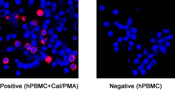 IFN-gamma was detected in immersion fixed human peripheral blood mononuclear cells (PBMCs) treated or untreated with calcium ionomycin and PMA using Rabbit Anti-Human IFN-gamma Monoclonal Antibody (Catalog # MAB2853) at 3 µg/mL for 3 hours at room temperature. Cells were stained using the NorthernLights™ 557-conjugated Anti-Rabbit IgG Secondary Antibody (red; Catalog # NL004) and counterstained with DAPI (blue). Specific staining was localized to cytoplasm. View our protocol for Fluorescent ICC Staining of Cells on Coverslips.