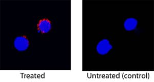 IFN-gamma was detected in immersion fixed rat splenocytes treated with PMA and calcium ionomycin using Mouse Anti-Rat IFN-gamma Monoclonal Antibody (Catalog # MAB5851) at 25 µg/mL for 3 hours at room temperature. Cells were stained using the NorthernLights™ 557-conjugated Anti-Mouse IgG Secondary Antibody (red; Catalog # NL007) and counterstained with DAPI (blue). Specific staining was localized to cytoplasm. View our protocol for Fluorescent ICC Staining of Non-adherent Cells.