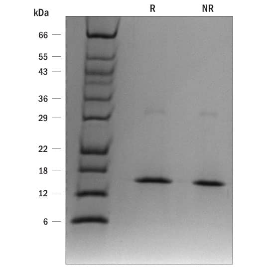1 μg/lane of ProDots® Recombinant Human IFN-gamma  was resolved with SDS-PAGE under reducing (R) and non-reducing (NR) conditions and visualized with silver staining, showing a single band at 17 kDa.