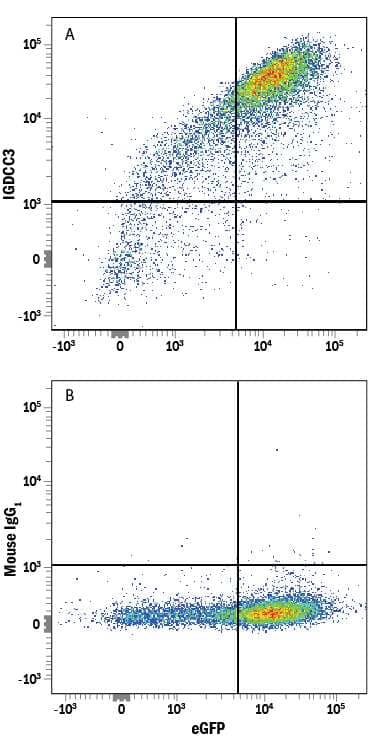 HEK293 human embryonic kidney cell line transfected with human IGDCC3 and eGFP was stained with either (A) Mouse Anti-Human IGDCC3 Alexa Fluor® 647-conjugated Monoclonal Antibody (Catalog # FAB8559R) or (B) Mouse IgG1Alexa Fluor 647 Isotype Control (Catalog # IC002R). View our protocol for Staining Membrane-associated Proteins.